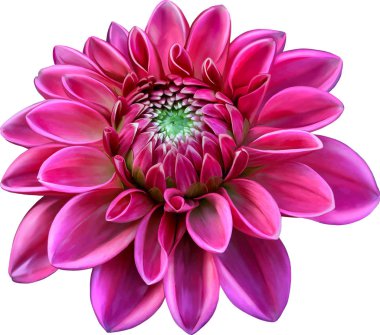 Güzel pembe yuvarlak yıldız çiçeği çiçek 