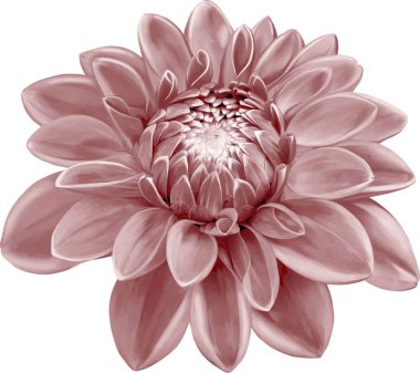 Güzel Bahar Çiçeği