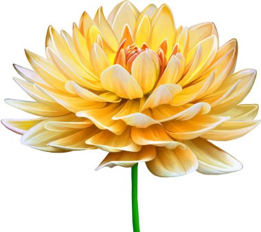 Güzel Bahar Çiçeği