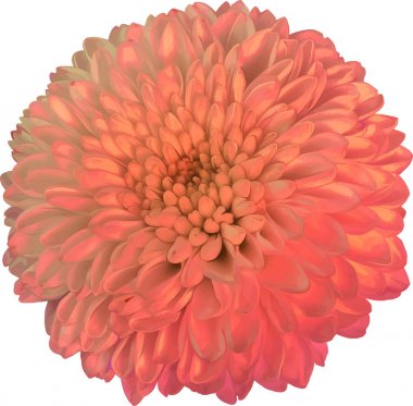 güzel hrizantenium çiçek