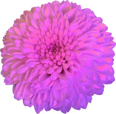 güzel hrizantenium çiçek