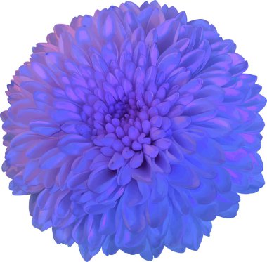 güzel hrizantenium çiçek