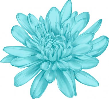 güzel hrizantenium çiçek