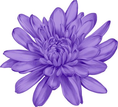 güzel hrizantenium çiçek