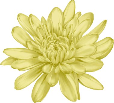 güzel hrizantenium çiçek