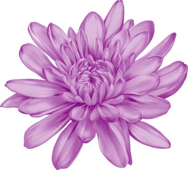 güzel hrizantenium çiçek