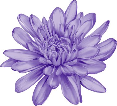 güzel hrizantenium çiçek