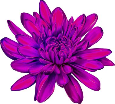 güzel hrizantenium çiçek