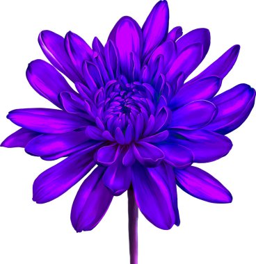 güzel hrizantenium çiçek