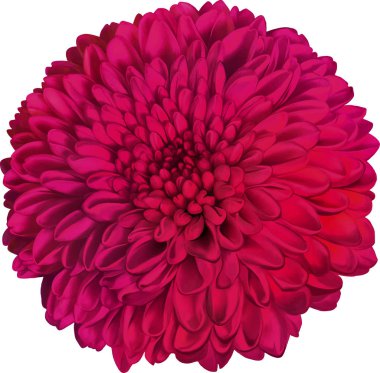 güzel hrizantenium çiçek