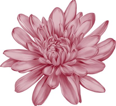 güzel hrizantenium çiçek