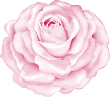 Güzel ışık pembe Gül çiçek