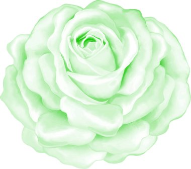 Güzel ışık yeşil gül çiçek