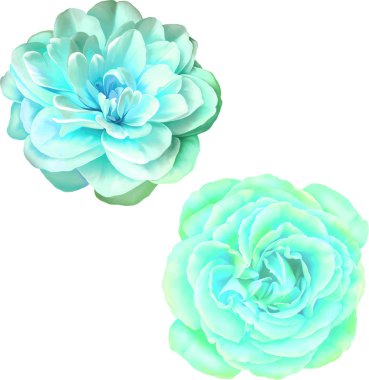 Gül çiçeği tomurcuk 