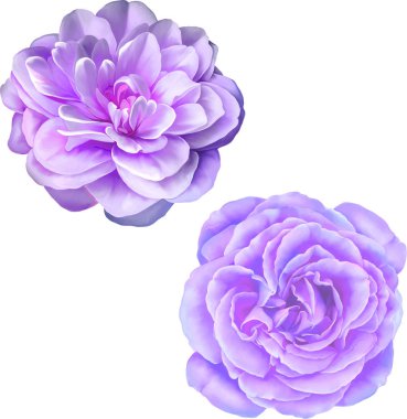 Gül çiçeği tomurcuk 