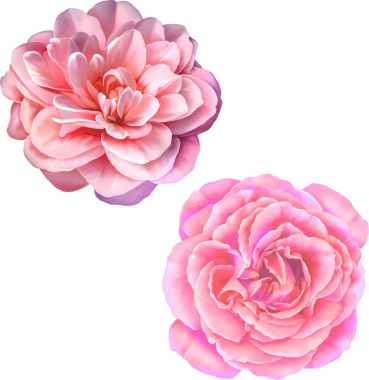 Gül çiçeği tomurcuk 