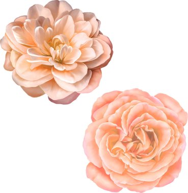 Gül çiçeği tomurcuk 