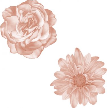 parlak bej Rose ve kasımpatı çiçekleri   