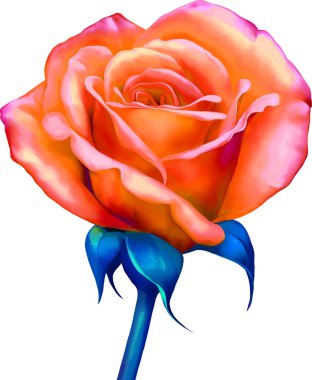 Güzel parlak pembe kırmızı gül çiçek