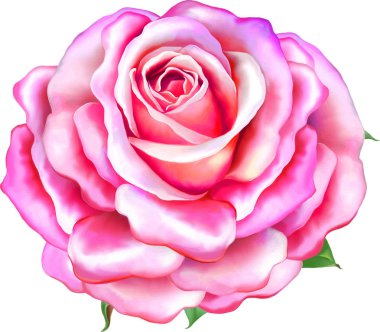 Güzel ışık pembe Gül çiçek