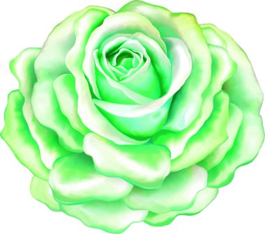 Gül çiçeği tomurcuk 