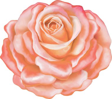 Güzel ışık pembe Gül çiçek