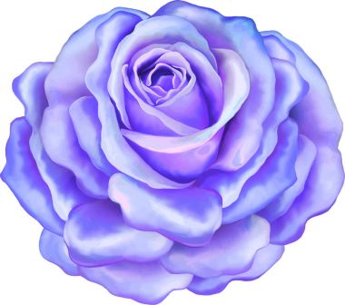 Gül çiçeği tomurcuk 