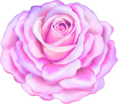 Güzel ışık pembe Gül çiçek