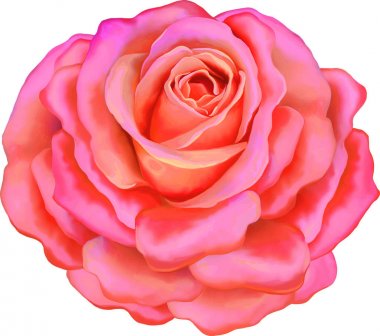 Güzel ışık pembe Gül çiçek