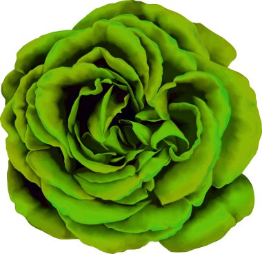 Gül çiçeği tomurcuk 