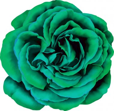 Gül çiçeği tomurcuk 