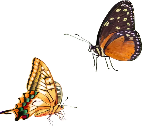 turuncu renkli kelebekler