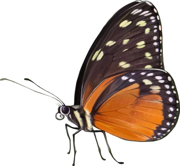 Kleine kleurrijke vlinder — Stockfoto