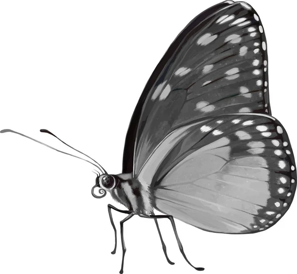 Kleiner bunter Schmetterling — Stockfoto