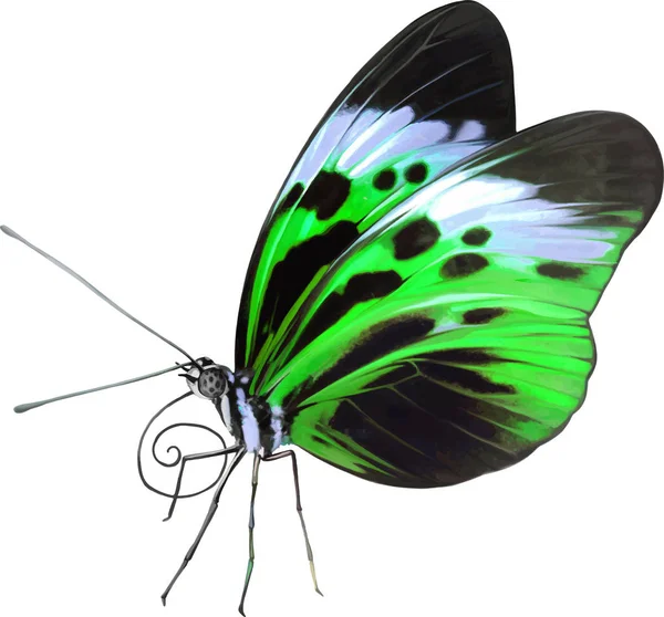 Små färgglada fjäril — Stockfoto