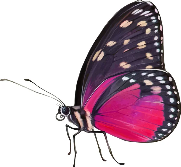Malý barevný motýl — Stock fotografie