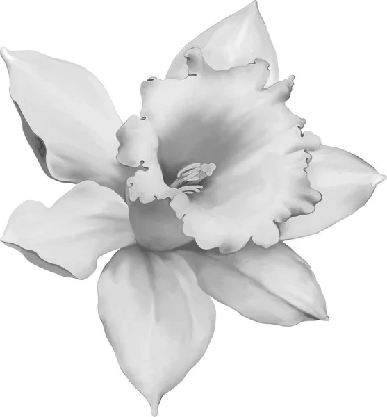 Narcis květina, samostatný — Stock fotografie