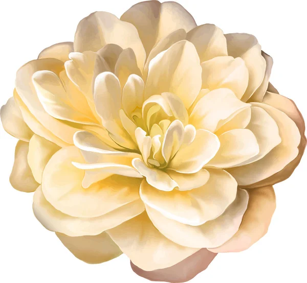 아름 다운 신선한 꽃 — 스톡 사진