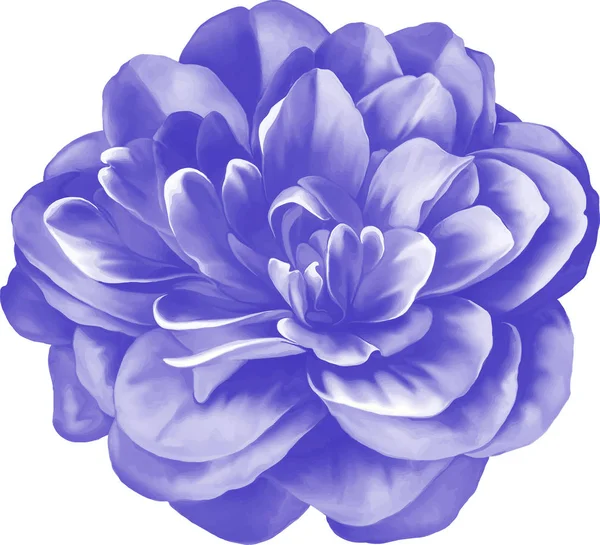 Fiore di camelia viola — Foto Stock