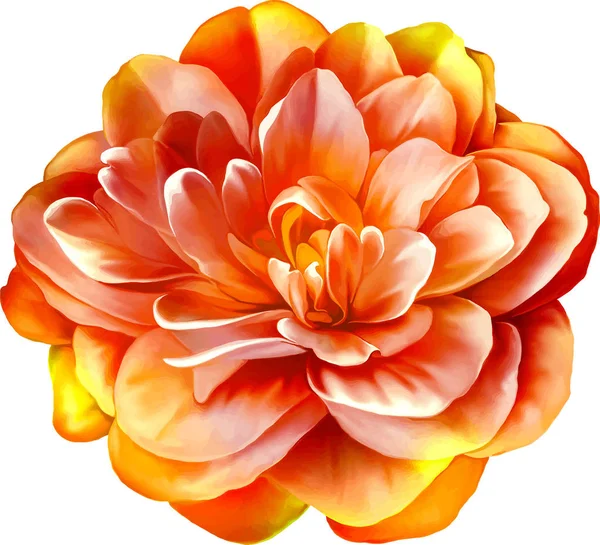 Pomarańczowy kwiat Camellia — Zdjęcie stockowe