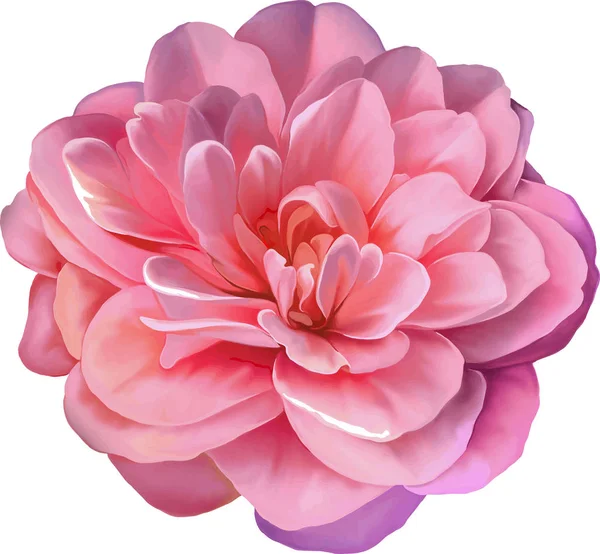 pembe kamelya çiçeği   