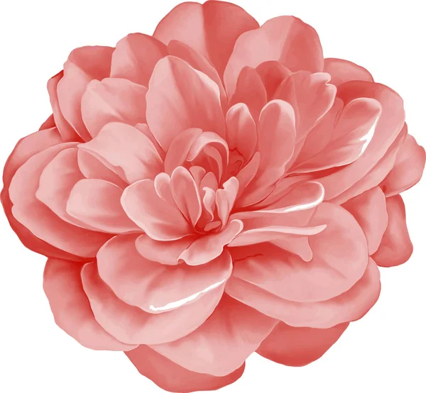 Pink Camellia Flower — Stock Photo, Image