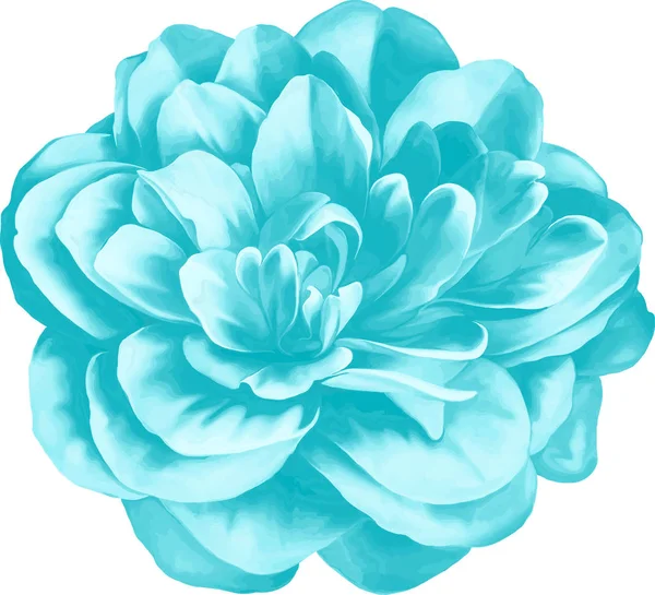 Mavi kamelya çiçeği   