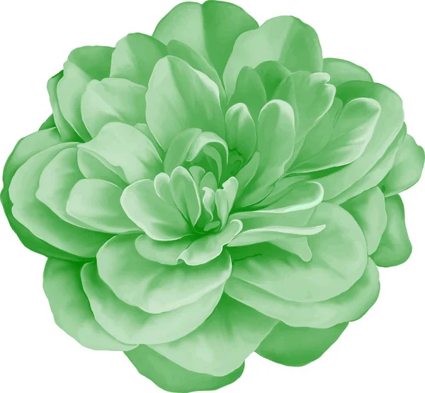 Flor de Camelia verde — Foto de Stock