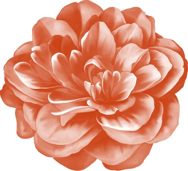 Orange Camellia Flower — Stock Photo, Image