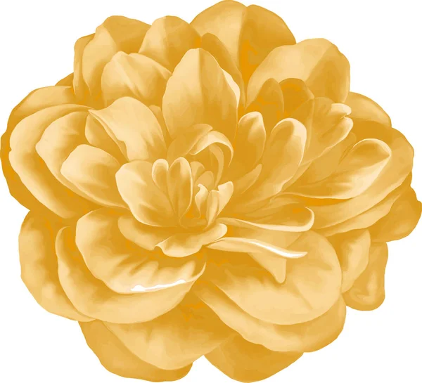 Yellow Camellia Flower — Stock Photo, Image