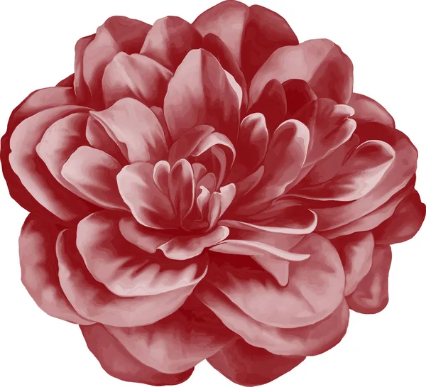 Flor de camélia roxa — Fotografia de Stock