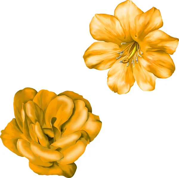 Ilustrace krásné květiny — Stock fotografie