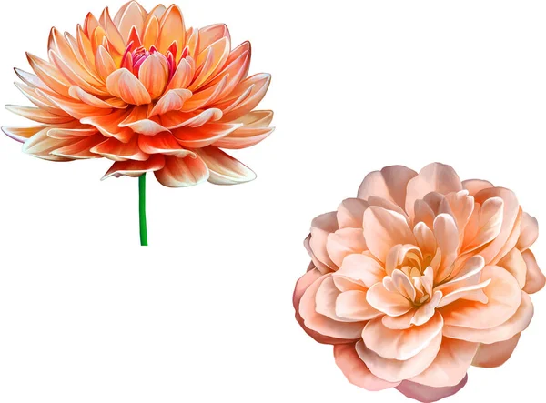 Illustration of beautiful flowers — Stock Photo, Image