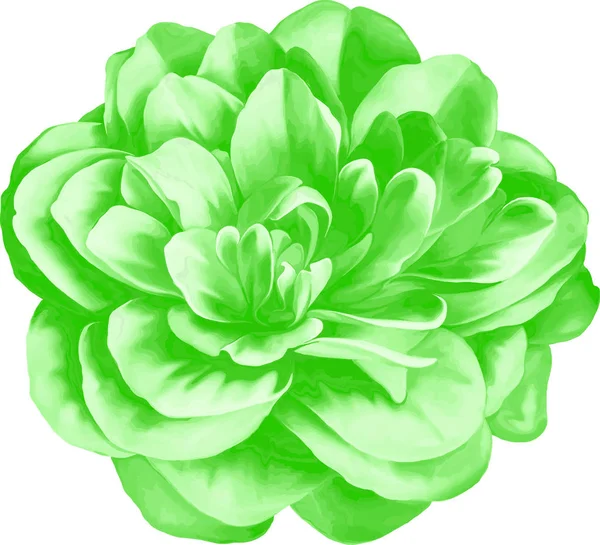 Flor de Camelia verde — Foto de Stock